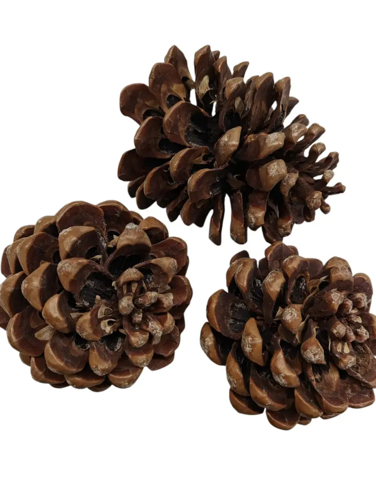 Dennenappels Pinea / Maritima Grote dennenappel Naturel 10-12cm 3 stuks