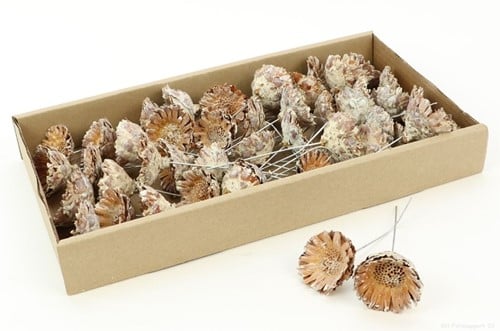 Protea compacta op draad droogbloem Rose doos 55 stuks