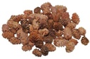 Omorica cone kleine dennenappeltjes Naturel Pinecone Baby Spruce 2–3 cm 150 gram