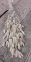 Lagurus Ovatus Pluimgras Graspluimen in hoes Geel 100 gram