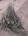 Setaria Trosgierst Siergras Jewel Rood
