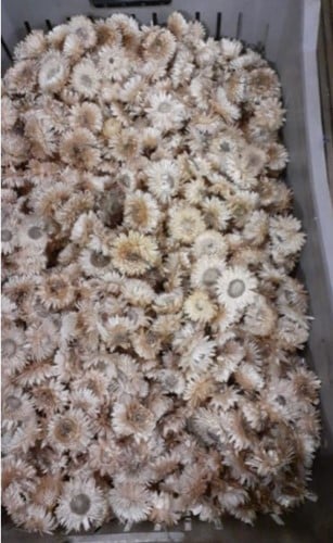 Bulk Helichrysum strobloemhoofdjes Wit ca. 1580 stuks eenmalig