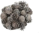 Dennenappel Oostenrijkers White Tip 1 kilo