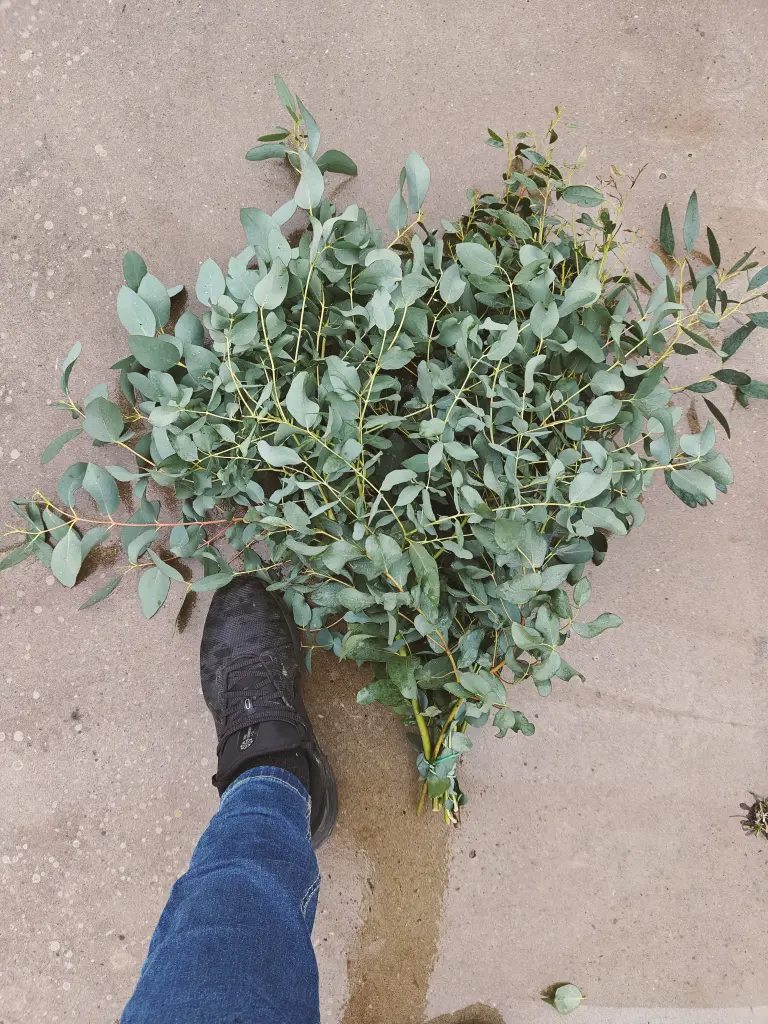 Eucalyptus vers XL bos