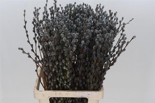 Katjeswilg Gekleurde Wilgenkatjes Salix Grijs bundel 10 stuks