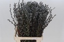 Katjeswilg Gekleurde Wilgenkatjes Salix Grijs bundel 10 stuks