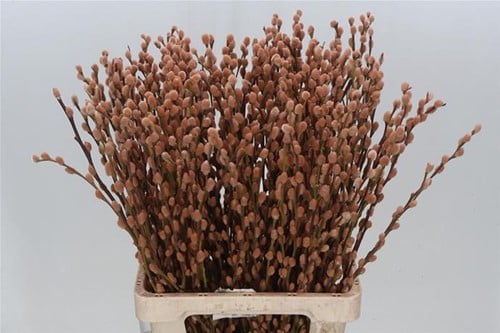 Katjeswilg Gekleurde Wilgenkatjes Salix Latte/Oranje bundel 10 stuks