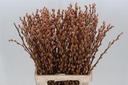 Katjeswilg Gekleurde Wilgenkatjes Salix Latte/Oranje bundel 10 stuks