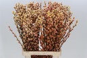 Katjeswilg Gekleurde Wilgenkatjes Salix Sunshine/Oranje bundel 10 stuks