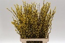 Katjeswilg Gekleurde Wilgenkatjes Salix Geel bundel 10 stuks