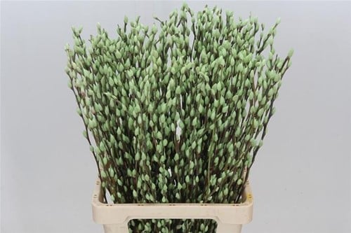 Katjeswilg Gekleurde Wilgenkatjes Salix Mintgroen bundel 10 stuks