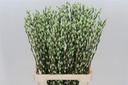 Katjeswilg Gekleurde Wilgenkatjes Salix Mintgroen bundel 10 stuks