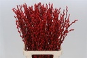Katjeswilg Gekleurde Wilgenkatjes Salix Rood bundel 10 stuks