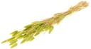 Lagurus Ovatus Pluimgras Graspluimen in hoes Limegroen Limoen 60 cm 50 gram