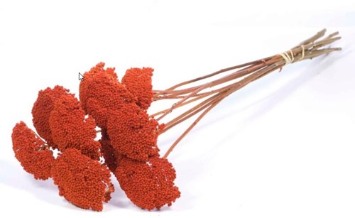 Achillea Parker Burnt Oranje droogbloem