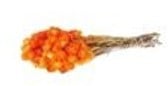 Capblumen Kaapsbloemen bundel Oranje ca. 40 cm 35 stuks