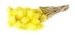 Capblumen Kaapsbloemen bundel Geel ca. 40 cm 35 stuks