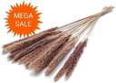 Pacific zilvergrass plume Natural droogbloemen 70 gram