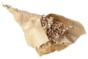 Eucalyptusfruit op Tak Champagne 55cm