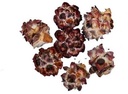 Leucadendron Pubescens los 1 kilo