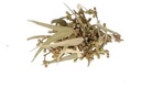 Eucalyptus met Besjes Droogbloemen