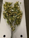 Hop Carpinus blad droogbloemen in hoes