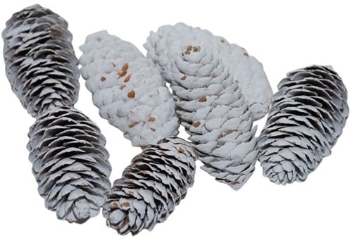 Spruce Dennenappel Spar White Wash 5 kilo
