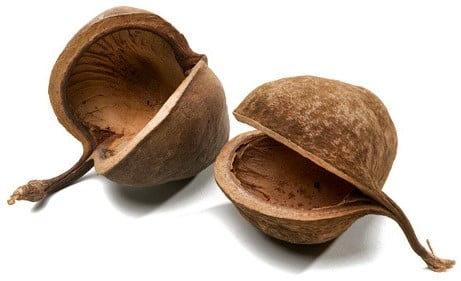 Buddha noten Naturel ca. 8 cm 6 stuks