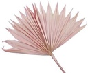 Palmblad Bakla Sun Cut PastelRoze 5 stuks