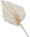 Palmblad Bakla Palm Spear Gebleekt 7 stuks