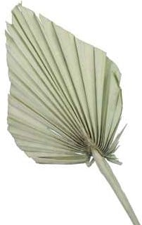 Palmblad Bakla Palm Spear PastelGroen 7 stuks