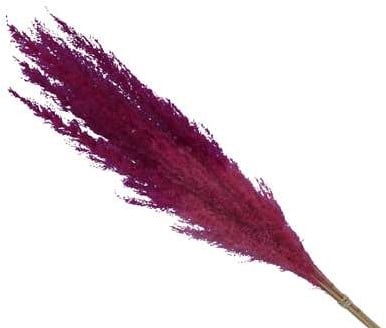 Pampasgras Two Tone Pink 75 cm 5 stuks