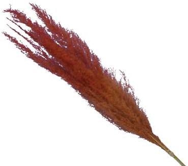 Pampasgras Two Tone Orange Oranje 75 cm 5 stuks
