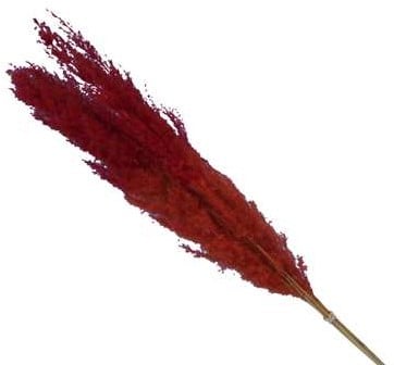 Pampasgras Two Tone Orange Rood 75 cm 5 stuks