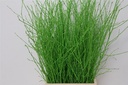 Berkentakken Birch Groen ca. 60 cm 10 stuks