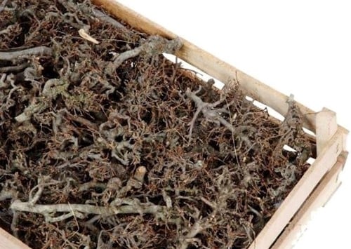 Bonsai krat ca. 100 stuks formaat krat 60x40 cm