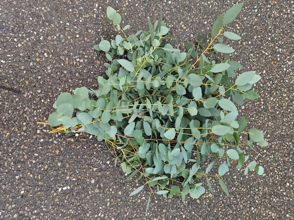 Eucalyptusblad groot per bos