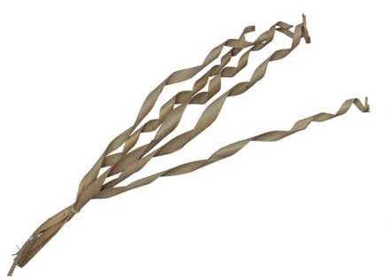 Palm Sun Palm Spiral Naturel 80-90 cm 5 stuks