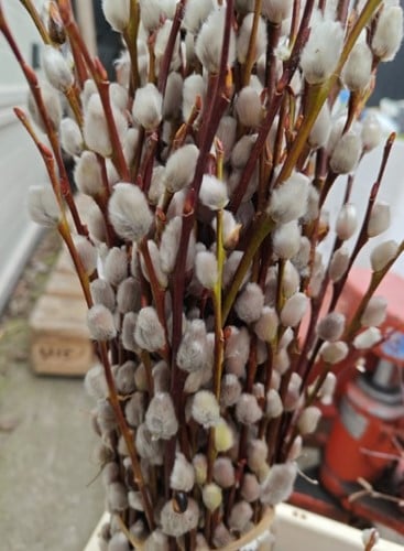 Katjeswilg Wilgenkatjes Salix 80 cm bundel 10 stuks