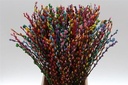 Katjeswilg Gekleurde Wilgenkatjes Salix Rainbow bundel 10 stuks