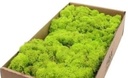 Rendiermos IJslandsmos Finlandsmos Lentegroen 500 gram