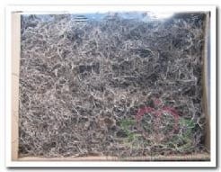 Tillandsia Junglemos Spaansmos Forestmos Naturel 1200 gram bulkverpakking