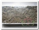 Tillandsia Junglemos Spaansmos Forestmos Wit 200–350 gram