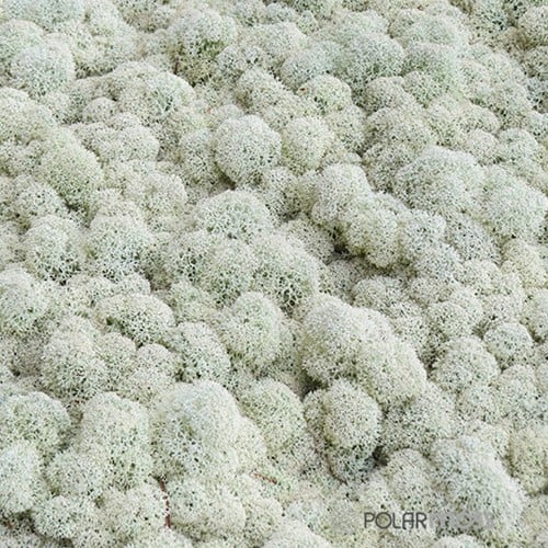 Rendiermos IJslandsmos Finlandsmos 15 kilo