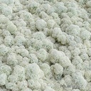 Rendiermos IJslandsmos Finlandsmos 15 kilo