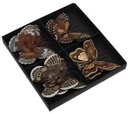 Vlinders Bruin tinten met clip 8 cm pak 8 stuks