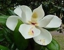 Geurolie Magnolia voor melts kaarsen en zeep 20 ml