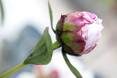 Geurolie Pioenroos voor melts kaarsen en zeep 20 ml