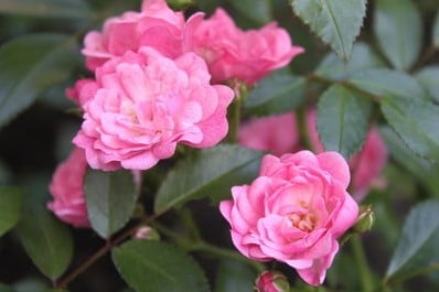 Geurolie Rozen voor melts kaarsen en zeep 20 ml