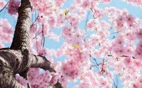 Geurolie Winter Blossom voor melts kaarsen en zeep 20 ml
